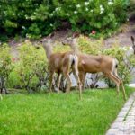 deer-eating-flower-in-garden