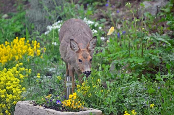 deer-eating-flowers
