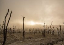 Causes, Effects and Solutions to Drought