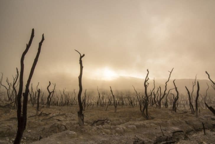dead-trees-in-desert-drought