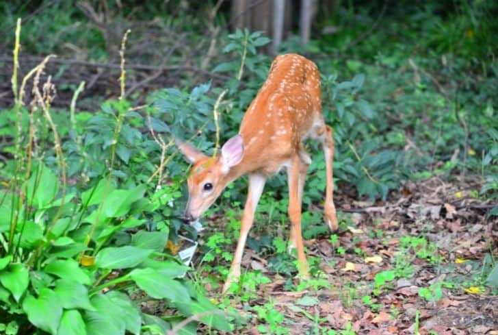 deer-eating-hostas