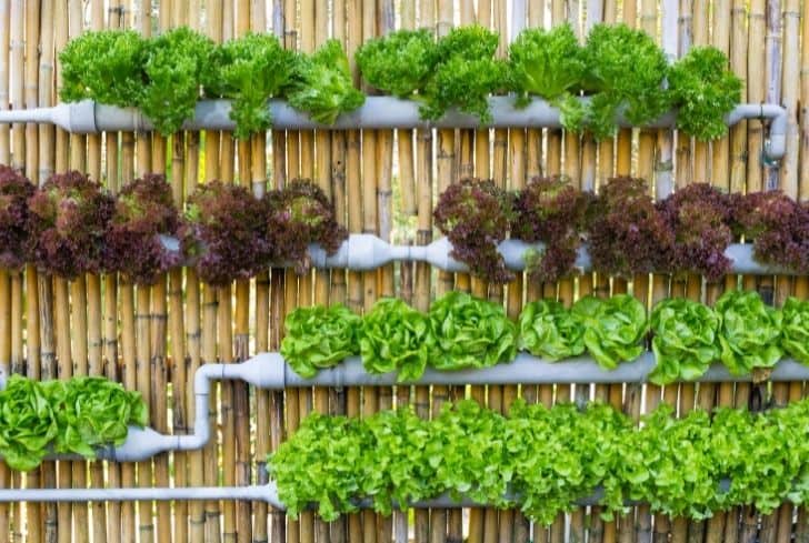 green-wall-vertical-gardening