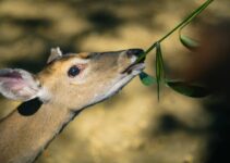 Do Deer Eat Geraniums? (And How To Keep it Away?)