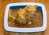 Is Cat Litter Biodegradable? (Types of Cat Litter)