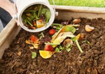 Can You Compost Meat and Bones? (And Cooked Meat?)