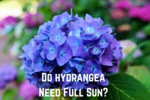 do-hydrangea-need-full-sun