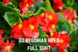 do-begonias-need-full-sun