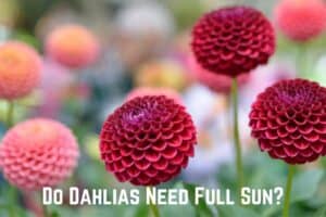 do-dahlias-need-full-sun