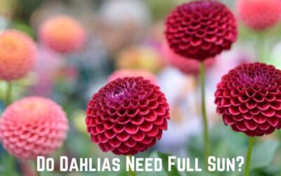 Do Dahlias Need Full Sun? (Yes. They Do)