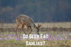 do-deer-eat-dahilas