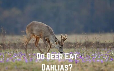Do Deer Eat Dahlias? (Not Favorites)