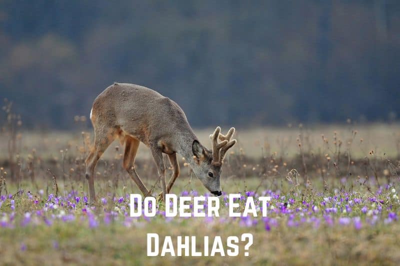 do-deer-eat-dahilas