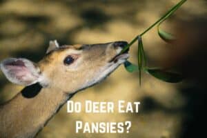 do-deer-eat-pansies