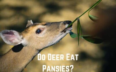 Do Deer Eat Pansies? (Yes. They Do)
