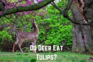 do-deer-eat-tulips