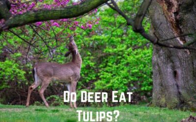 Do Deer Eat Tulips? (Of Course!)