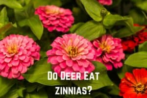 do-deer-eat-zinnias