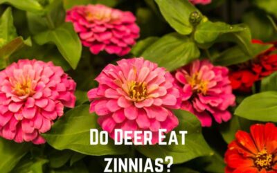 Do Deer Eat Zinnias? (No. They Won’t)