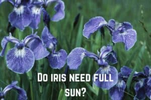 do-iris-need-full-sun