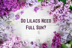 do-lilacs-need-full-sun