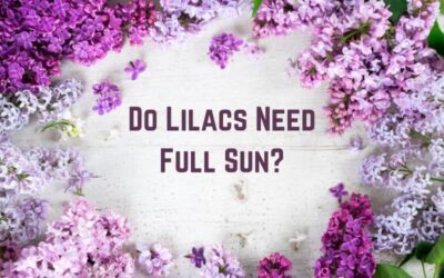 Do Lilacs Need Full Sun or Shade? (Need Direct Sunlight)