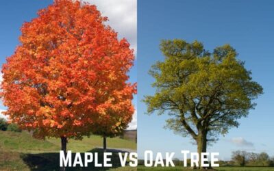 Maple vs Oak Tree: Ways to Differentiate Between Them