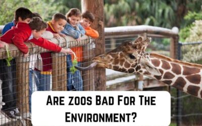 Are Zoos Good or Bad for the Environment?